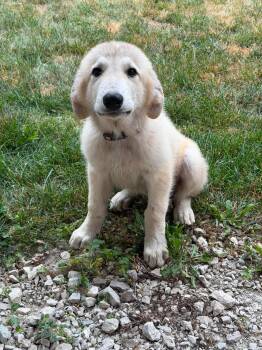 Johnny the Great Pyrenees Puppy -  Anatolian Shepherd and Great Pyrenees Dog for Adoption in Muskego, Wisconsin - Johnny The Great Pyrenees Puppy | PetCurious
