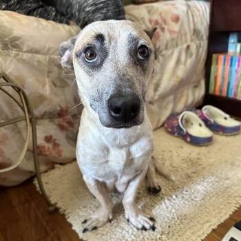 Mixed Breed Dogs Available for Adoption in Durham, North Carolina - Mochi-Bear | PetCurious