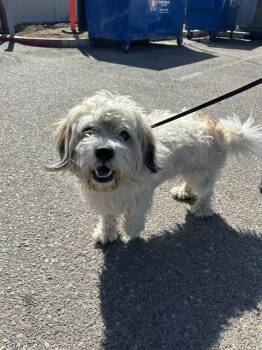 Rescue Havanese and Mixed Breed Dogs for Adoption in Chula Vista, California - MICHELANGELO | PetCurious