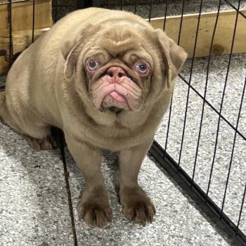 Pug Dogs Available for Adoption - ET | PetCurious