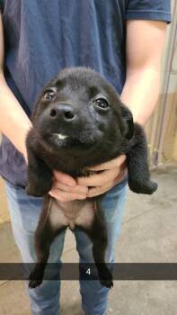 Labrador Retriever Dogs Available for Adoption in Swainsboro, Georgia - Cersei | PetCurious