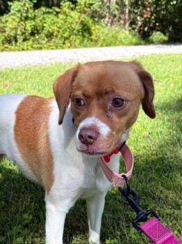 Charlotte -  Beagle and Chihuahua Dog for Adoption in Bedford Hills, New York - Charlotte | PetCurious