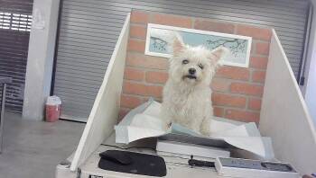 A2095029 -  Poodle and Mixed Breed Dog for Adoption in Houston, Texas - A2095029 | PetCurious