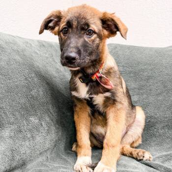 Australian Cattle Dog Blue Heeler Dogs Available for Adoption in Parker, Colorado - 471 (2026) Rowina | PetCurious