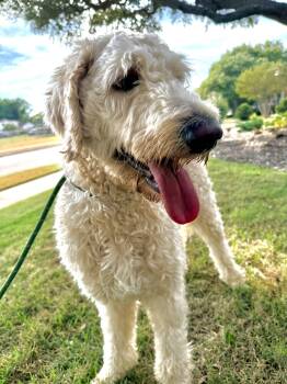 Teddy Wags -  Goldendoodle Dog for Adoption in Garland, Texas - Teddy Wags | PetCurious