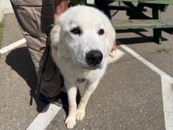 Great Pyrenees Dogs Available for Adoption in Santa Rosa, California - ANDRE | PetCurious