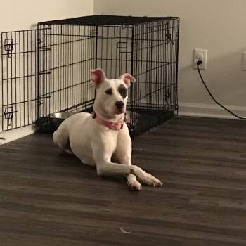 Rescue Mixed Breed Dogs for Adoption in Columbus, Georgia - Snow | PetCurious