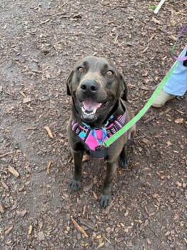 Labrador Retriever and Mixed Breed Dogs Available for Adoption - FREYA | PetCurious