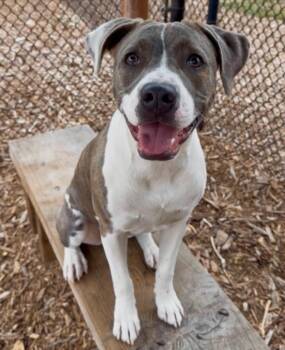 EMMA -  Pit Bull Terrier Dog for Adoption in Santa Cruz, California - EMMA | PetCurious
