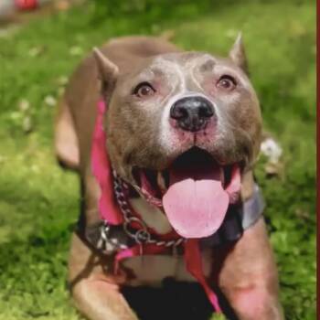 American Bully Dogs Available for Adoption - Bella | PetCurious