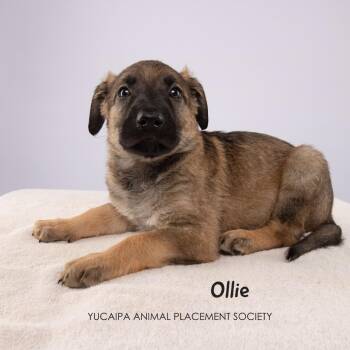 Ollie -  Shepherd Dog for Adoption in Yucaipa, California - Ollie | PetCurious
