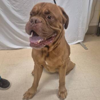 Hooch -  Mixed Breed Dog for Adoption in Lake Panasoffkee, Florida - Hooch | PetCurious