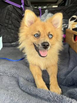 Leo -  Pomeranian Dog for Adoption in North Miami Beach, Florida - Leo | PetCurious