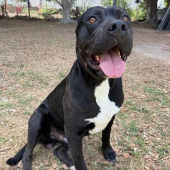 Cane Corso Dogs Available for Adoption - Pantera | PetCurious