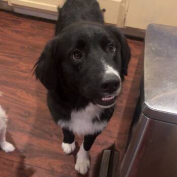Rescue Border Collie and Black Labrador Retriever Dogs for Adoption in Aledo, Texas - Max | PetCurious