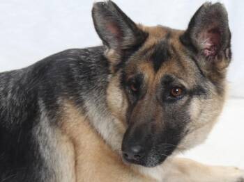 German Shepherd Dog Dogs Available for Adoption in Burbank, California - MIA | PetCurious