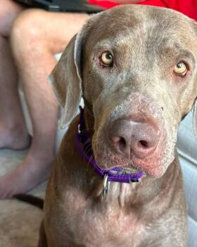 Rue -  Weimaraner Dog for Adoption in Fayetteville, Arkansas - Rue | PetCurious