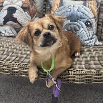 McBean -  Mixed Breed Dog for Adoption in Freeport, Florida - McBean | PetCurious