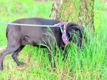 Labrador Retriever and Plott Hound Dogs Available for Adoption in Green Ridge, Missouri - Girlie | PetCurious