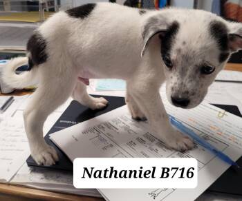 Rescue Australian Cattle Dog Blue Heeler and Rat Terrier Dogs for Adoption in Morganton, North Carolina - Nathaniel | PetCurious