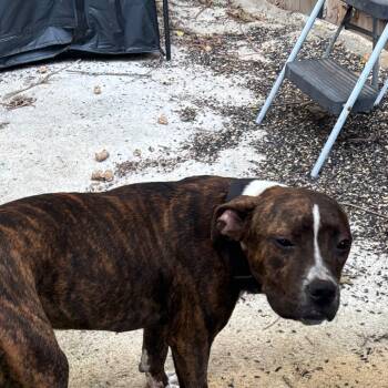 Oasis -  Pit Bull Terrier and Mixed Breed Dog for Adoption in Saint Joseph, Missouri - Oasis | PetCurious