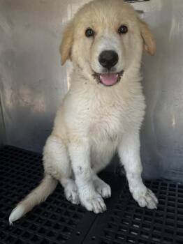 SASSY -  Mixed Breed Dog for Adoption in Dallas, Texas - SASSY | PetCurious