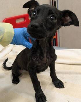 Terrier and Mixed Breed Dogs Available for Adoption - London | PetCurious