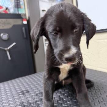 AL -  Black Labrador Retriever and Border Collie Dog for Adoption in Madisonville, Kentucky - AL | PetCurious