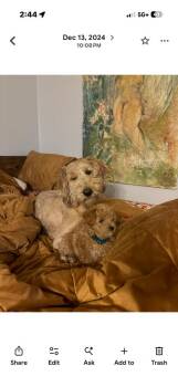 Zoey -  Goldendoodle Dog for Adoption in Albuquerque, New Mexico - Zoey | PetCurious