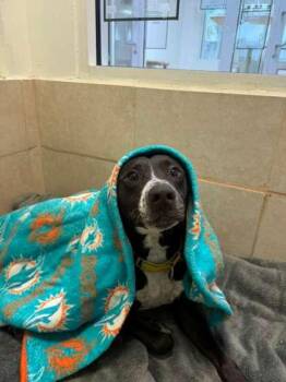 Sammy -  Mixed Breed Dog for Adoption in North Miami Beach, Florida - Sammy | PetCurious