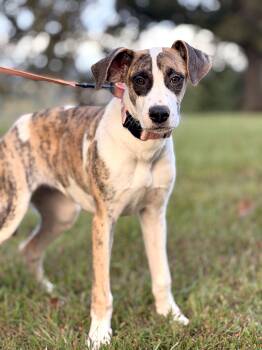 Darla -  Terrier and Mixed Breed Dog for Adoption in Gradyville, Kentucky - Darla | PetCurious