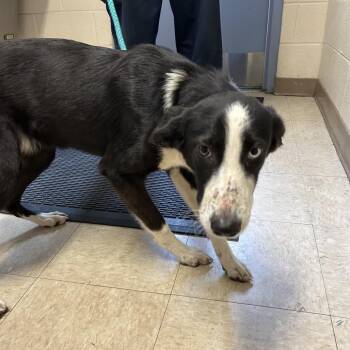 Stray - Faulkner Rd -  Border Collie Dog for Adoption in Roxboro, North Carolina - Stray - Faulkner Rd | PetCurious