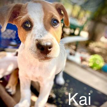Terrier and Shepherd Dogs Available for Adoption in Palm Harbor, Florida - Kai | PetCurious