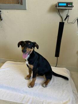 CALISTA* -  Doberman Pinscher and Siberian Husky Dog for Adoption in Santa Cruz, California - CALISTA* | PetCurious