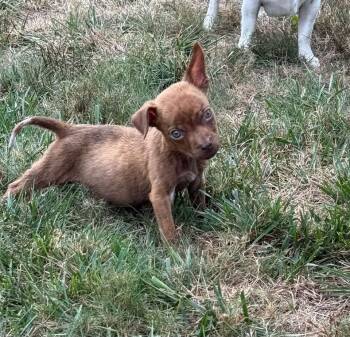 Sammy -  Boxer Dog for Adoption in Berlin, New Jersey - Sammy | PetCurious