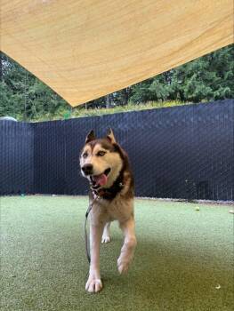 Punk -  Siberian Husky Dog for Adoption in Silverdale, Washington - Punk | PetCurious