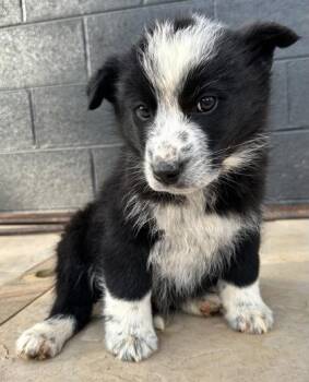 Australian Cattle Dog Blue Heeler and Mixed Breed Dogs Available for Adoption - Squid | PetCurious