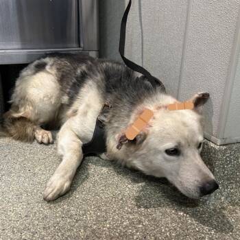 IVHS-Stray-138408 -  German Shepherd Dog and Siberian Husky Dog for Adoption in San Gabriel, California - IVHS-Stray-138408 | PetCurious