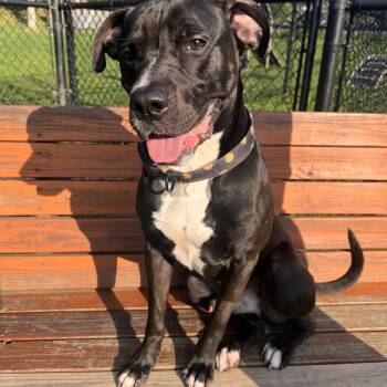 Jinx -  Black Labrador Retriever and Hound Dog for Adoption in Yonkers, New York - Jinx | PetCurious