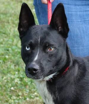 Mulan -  Australian Cattle Dog Blue Heeler and Shepherd Dog for Adoption in Millfield, Ohio - Mulan | PetCurious