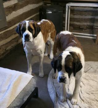 Rosie -  Saint Bernard Dog for Adoption in Dittmer, Missouri - Rosie | PetCurious