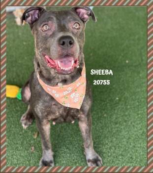 SHEEBA -  Pit Bull Terrier Dog for Adoption in Marietta, Georgia - SHEEBA | PetCurious