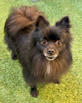 Biguer -  Pomeranian Dog for Adoption in Novato, California - Biguer | PetCurious