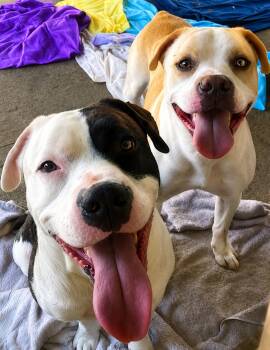 Bonnie & Clive -  American Staffordshire Terrier and Mixed Breed Dog for Adoption in Houston, Texas - Bonnie & Clive | PetCurious