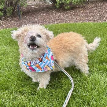 Bichon Frise and Poodle Dogs Available for Adoption in Glenwood Springs, Colorado - Betty | PetCurious