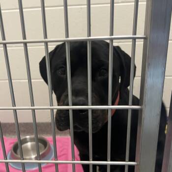 Baloo -  Cane Corso Dog for Adoption in Matteson, Illinois - Baloo | PetCurious