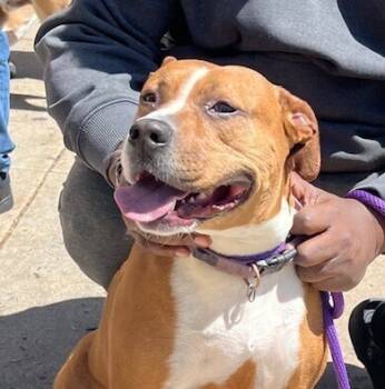 Rescue Beagle and Pit Bull Terrier Dogs for Adoption in Washington, District Of Columbia - Baby | PetCurious