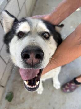 Husky Dogs Available for Adoption in Oriskany, New York - Frank | PetCurious