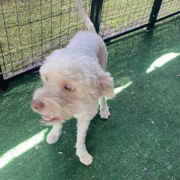 Walter -  Poodle Dog for Adoption in Escondido, California - Walter | PetCurious
