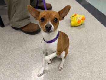 KITSUNE -  Chihuahua and Miniature Pinscher Dog for Adoption in Santa Rosa, California - KITSUNE | PetCurious